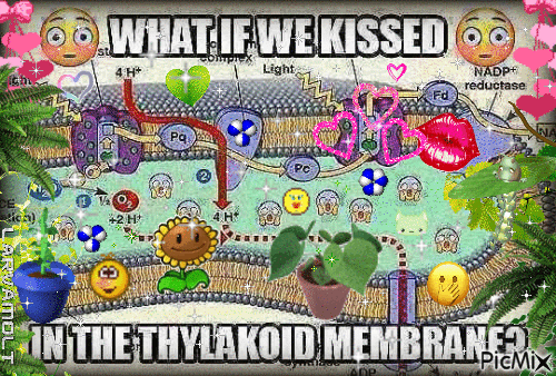 what if we kissed in the thylakoid membrane