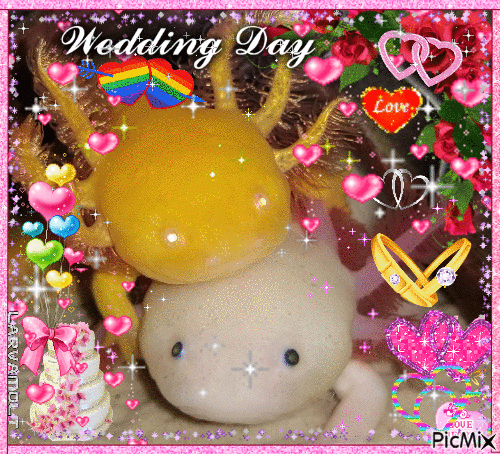 wedding day (axolotl photo by prettyinpink2019)